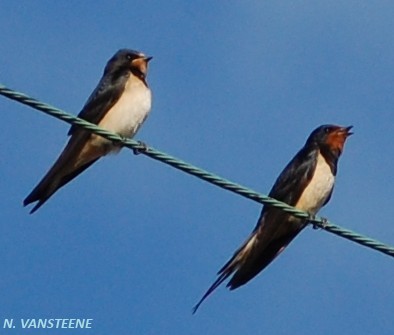 Hirundo rustica